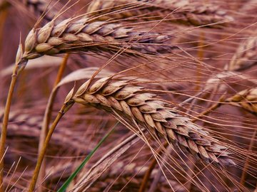 Several ears of grain